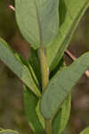 Pine barren whitetop aster